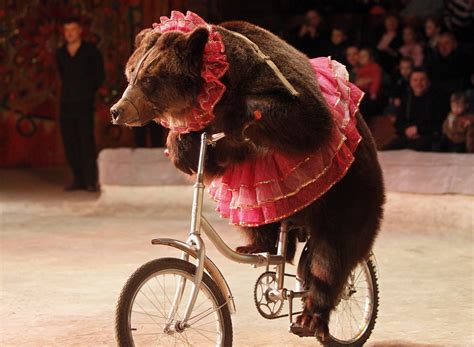 Circus Bear On Bike